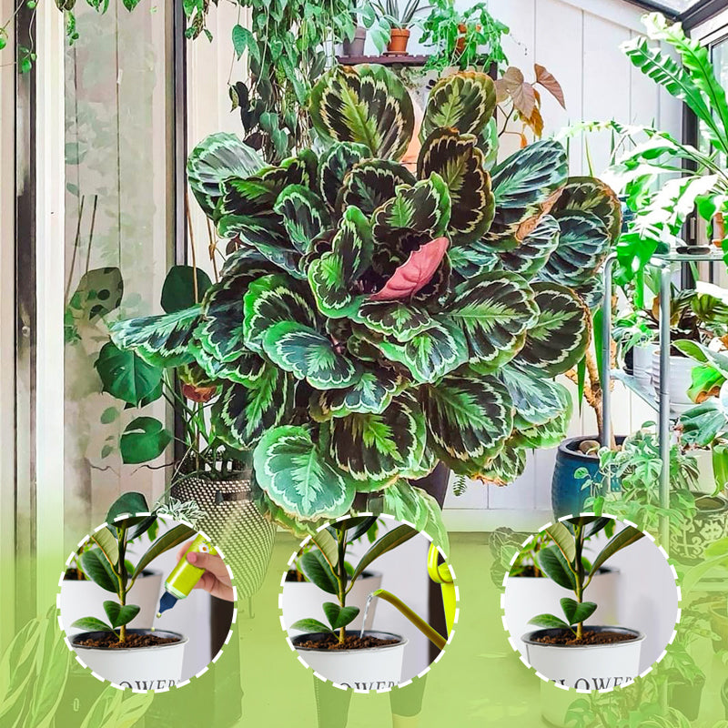 Nutriments Liquides pour Plantes d'Extérieur et d'Intérieur - 120ml, Faible Entretien et Riche en Nutriments