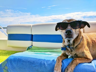 🐾 50% DE RÉDUCTION ❄️ Coussin rafraîchissant été pour animaux – Gel auto-refroidissant & non toxique – Confort optimal pour chiens et chats – idéal pour les journées chaudes à la maison ou en voyage ☀️🐶🐱✨