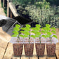 🌱 Mini Serre de Semis avec Éclairage LED Intégré & Minuterie – Couvercle Haut, Intensité Réglable pour Plantes d’Intérieur