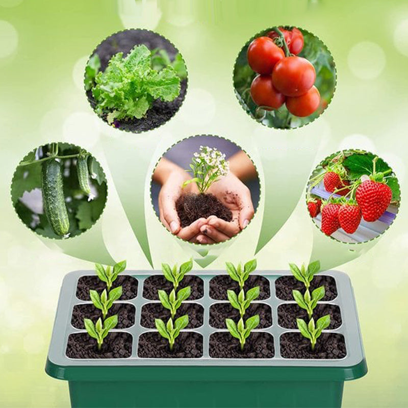 🌱 Mini Serre de Semis avec Éclairage LED Intégré & Minuterie – Couvercle Haut, Intensité Réglable pour Plantes d’Intérieur