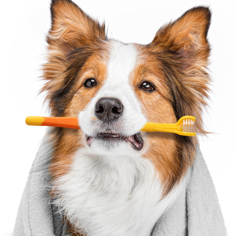 🐾 Brosse à dents pour animaux à poils doux – 3 faces (1 achetée = 1 offerte)