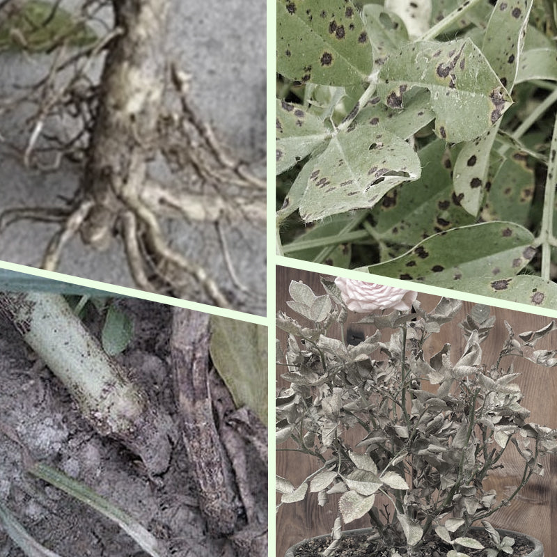 Bâtonnets d'engrais pour plantes à libération lente