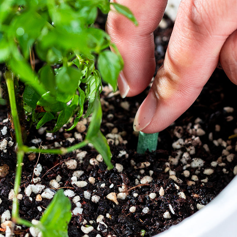 Bâtonnets d'engrais pour plantes à libération lente