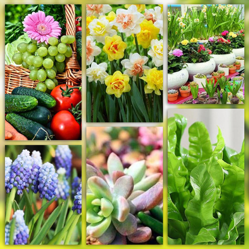 Bâtonnets d'engrais pour plantes à libération lente