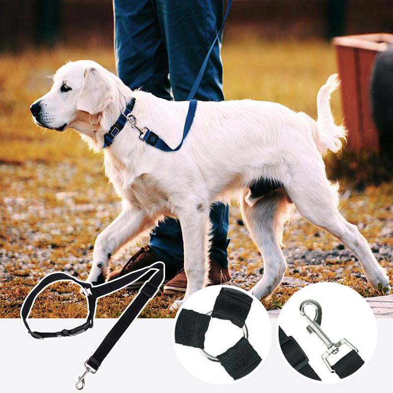 Ceinture de sécurité réglable pour chien