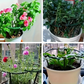 🌱 50% DE RÉDUCTION ! 🔗 Anneaux de Croissance Modulaires pour Plantes – Ajustables, réutilisables & parfaits pour tomates, fleurs ou plantes grimpantes 🍅
