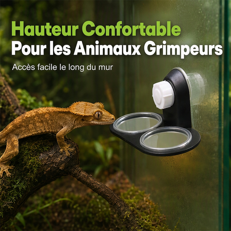 Rebord d'alimentation double pour reptiles avec bols
